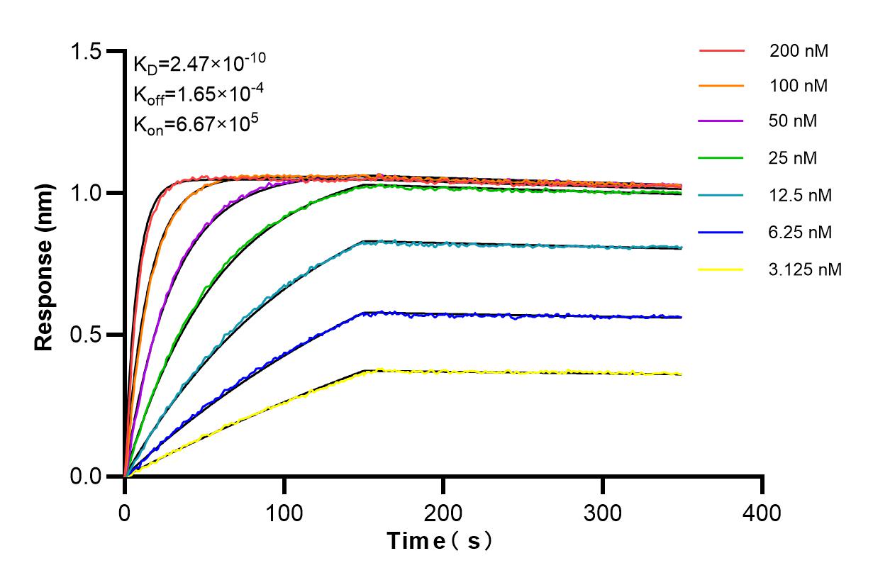 Affinity and Kinetic Characterization of 84534-5-RR