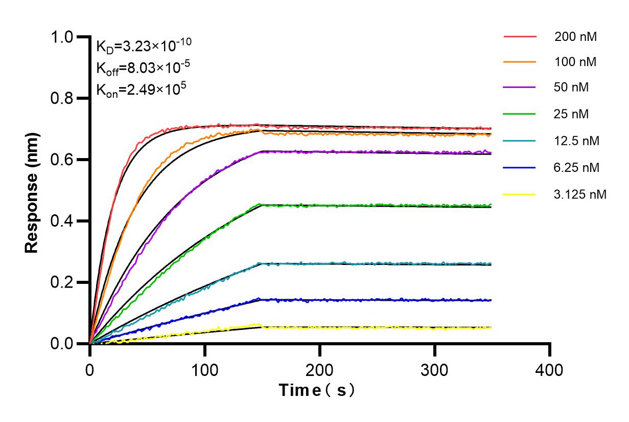 Affinity and Kinetic Characterization of 84536-3-RR