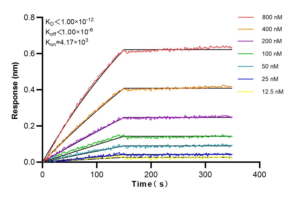 Affinity and Kinetic Characterization of 84558-1-RR