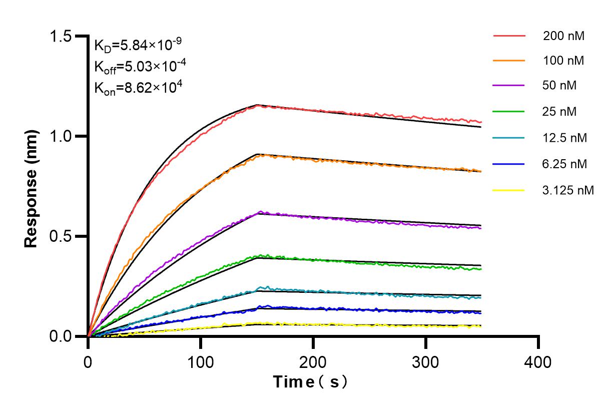 Affinity and Kinetic Characterization of 84561-1-RR