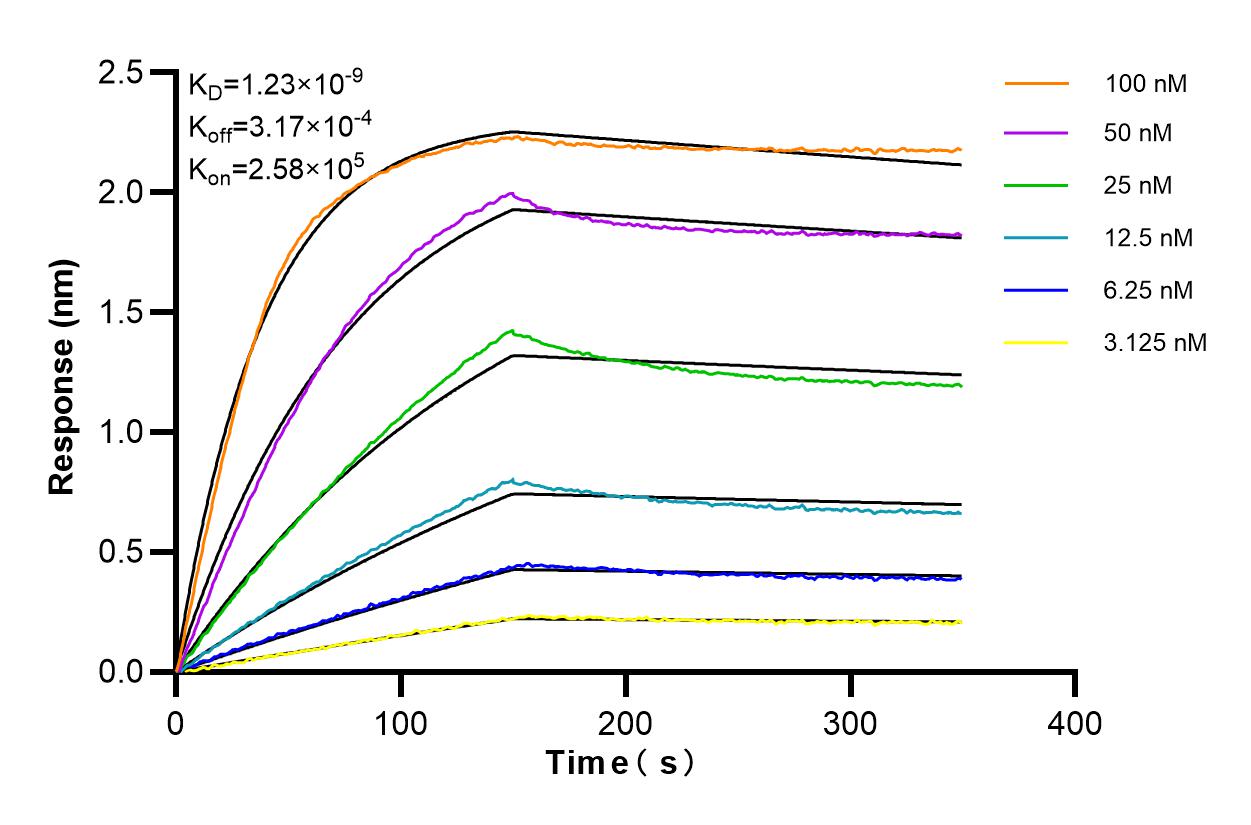 Affinity and Kinetic Characterization of 84595-4-RR