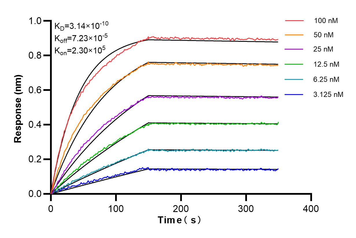 Affinity and Kinetic Characterization of 84600-5-RR