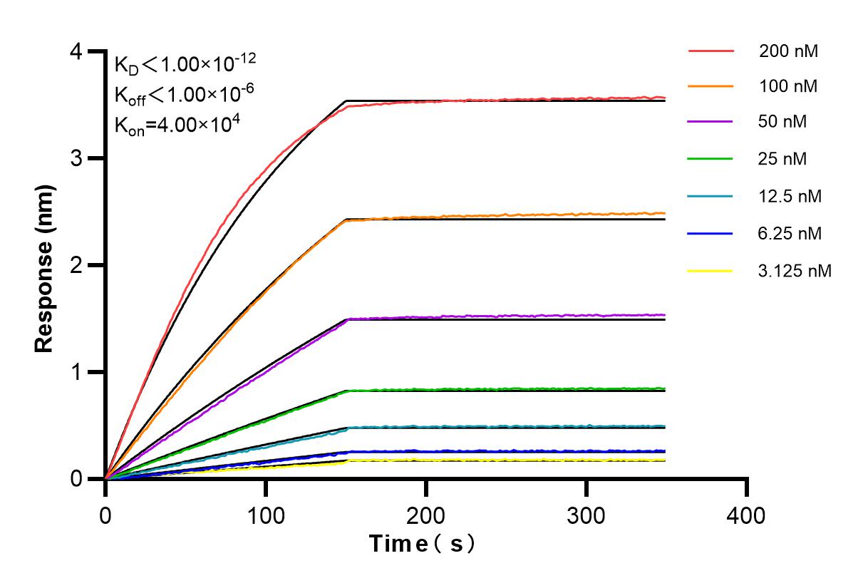 Affinity and Kinetic Characterization of 84602-5-RR