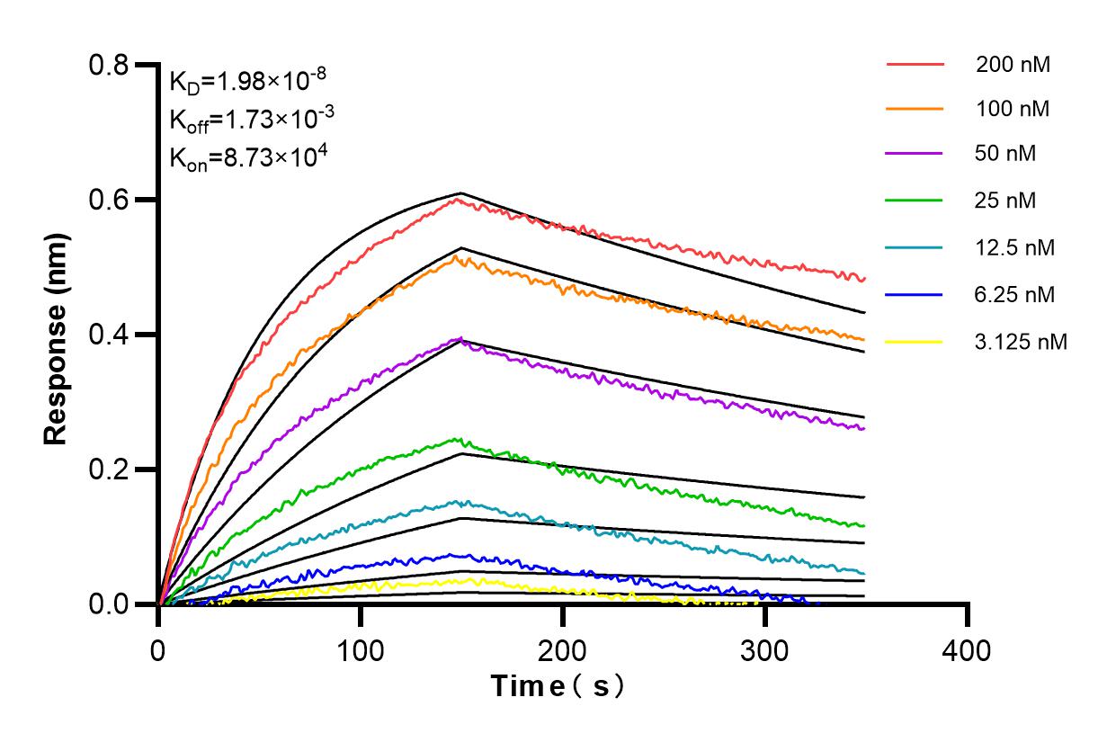 Affinity and Kinetic Characterization of 84619-5-RR