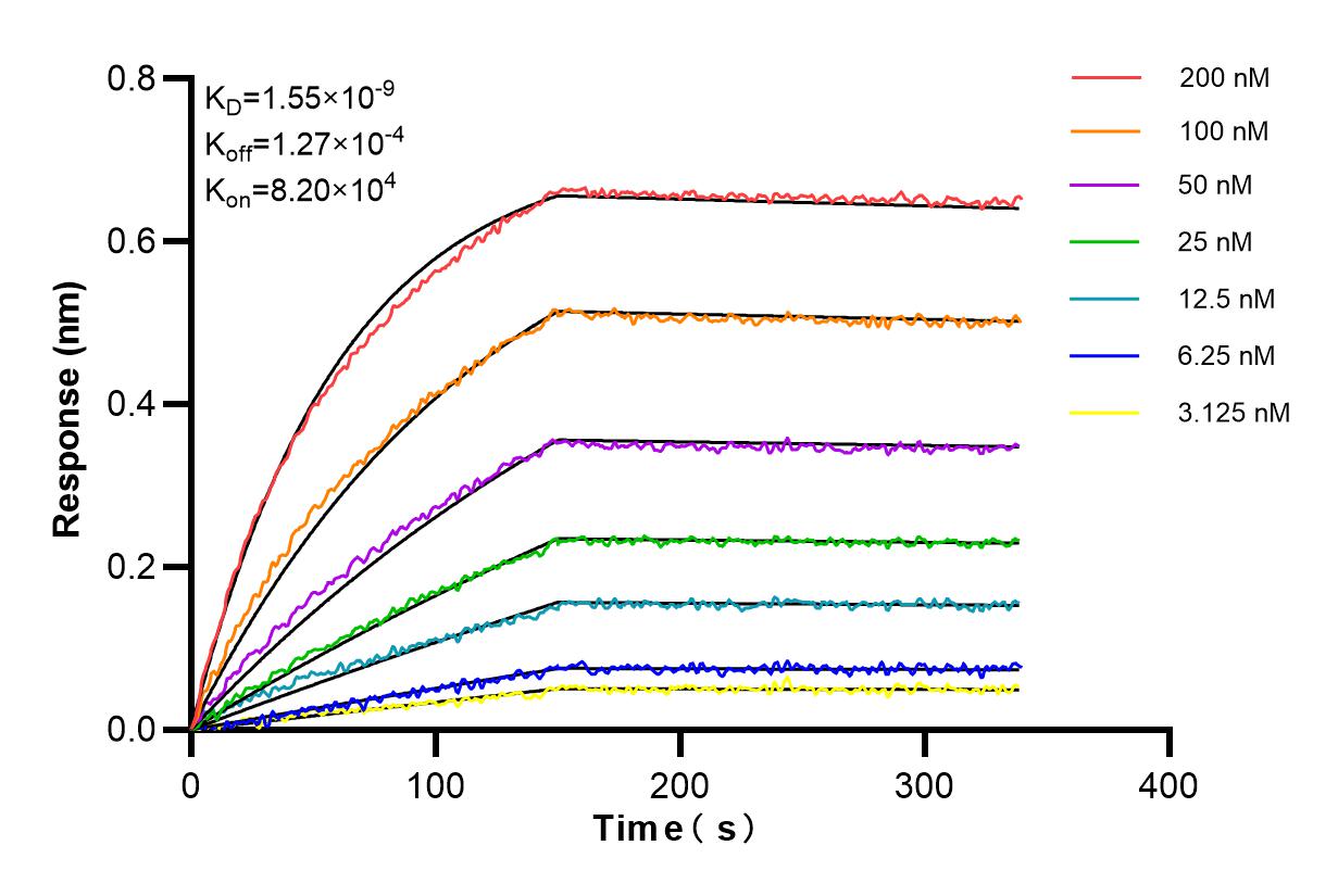 Affinity and Kinetic Characterization of 84621-3-RR