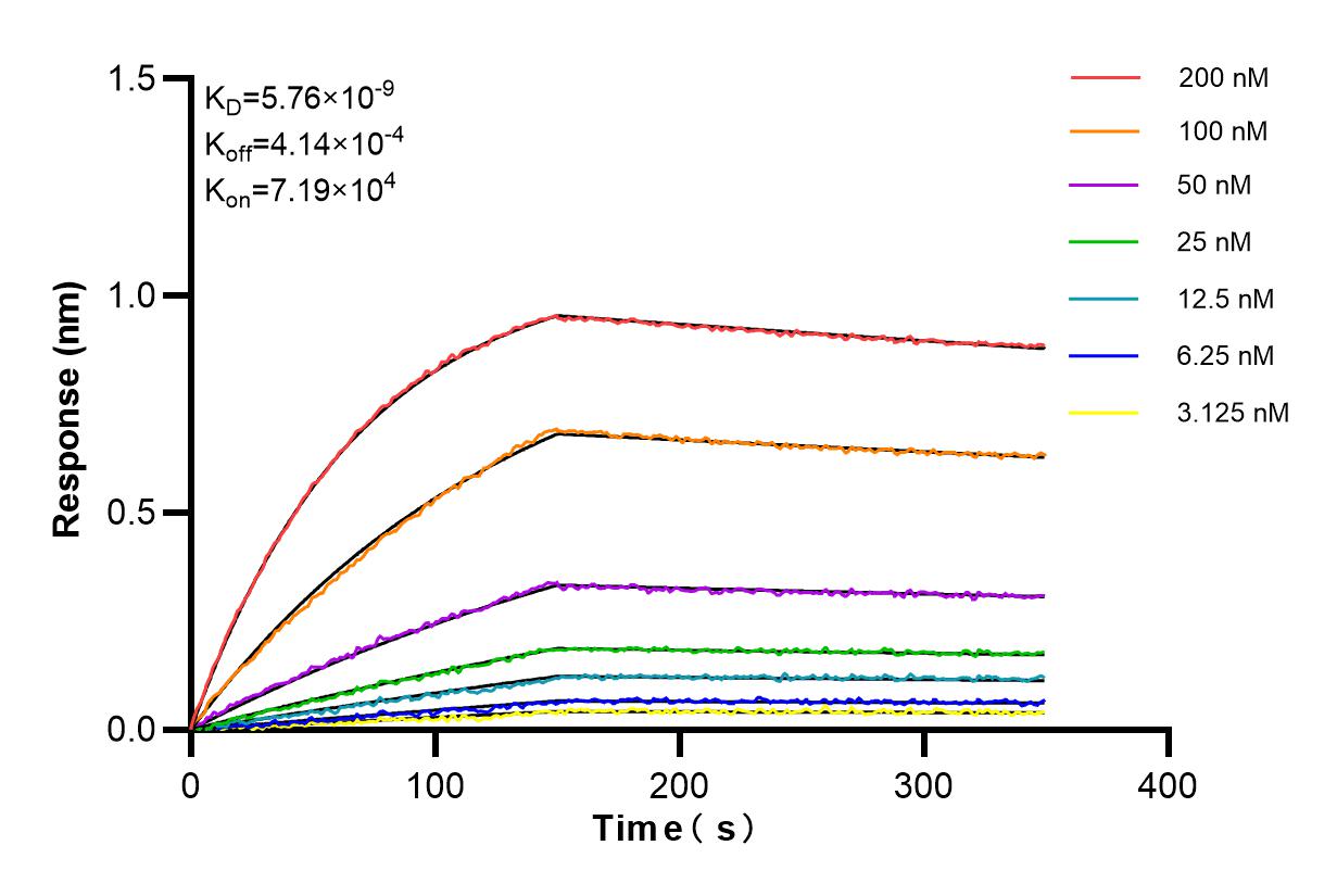 Affinity and Kinetic Characterization of 84622-1-RR