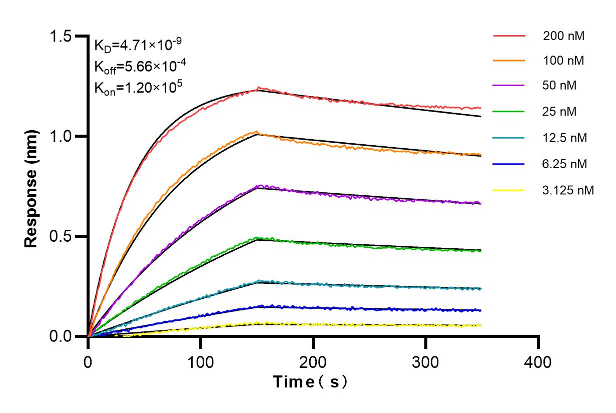 Affinity and Kinetic Characterization of 84624-4-RR