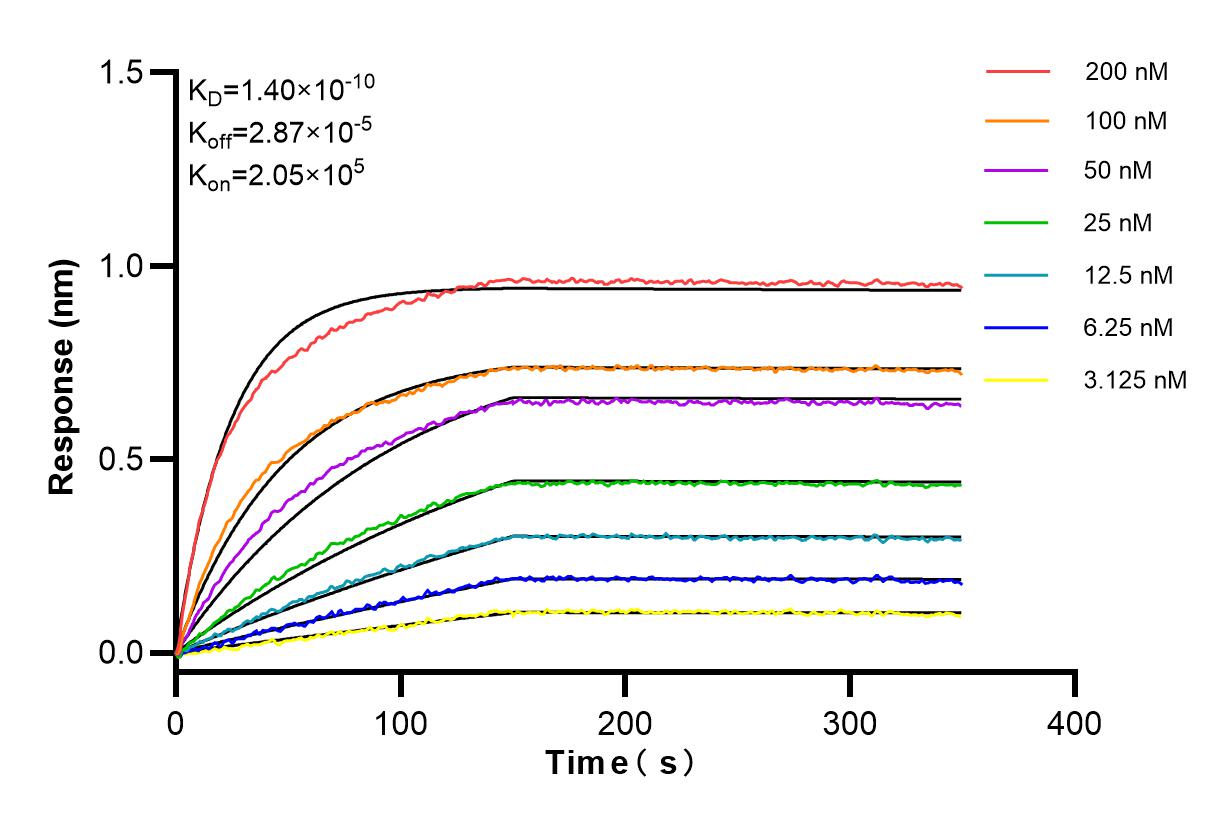 Affinity and Kinetic Characterization of 84634-1-RR