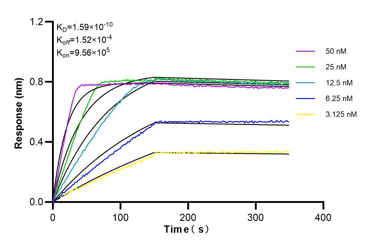 Affinity and Kinetic Characterization of 84643-1-RR