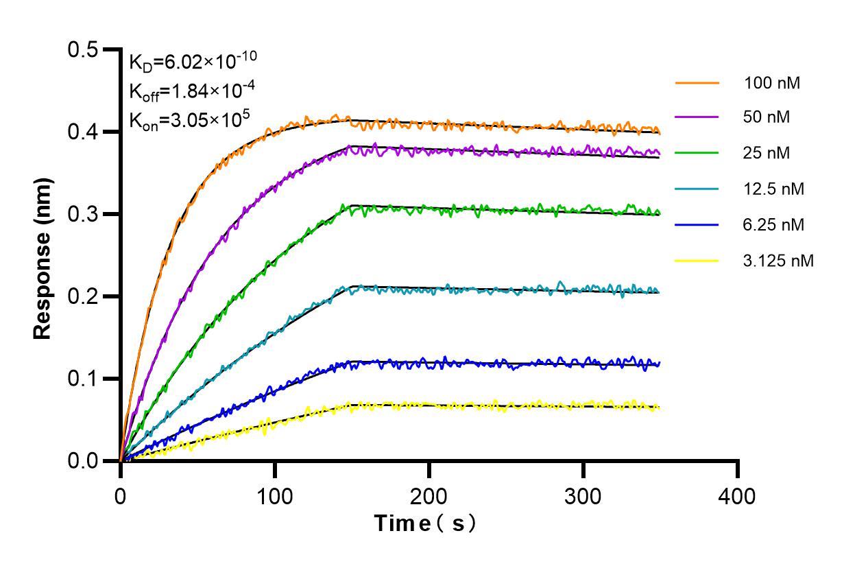 Affinity and Kinetic Characterization of 84644-1-RR