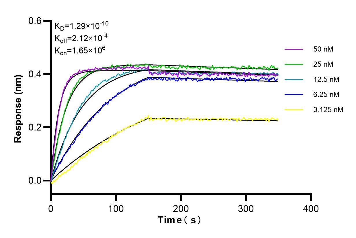 Affinity and Kinetic Characterization of 84644-2-RR