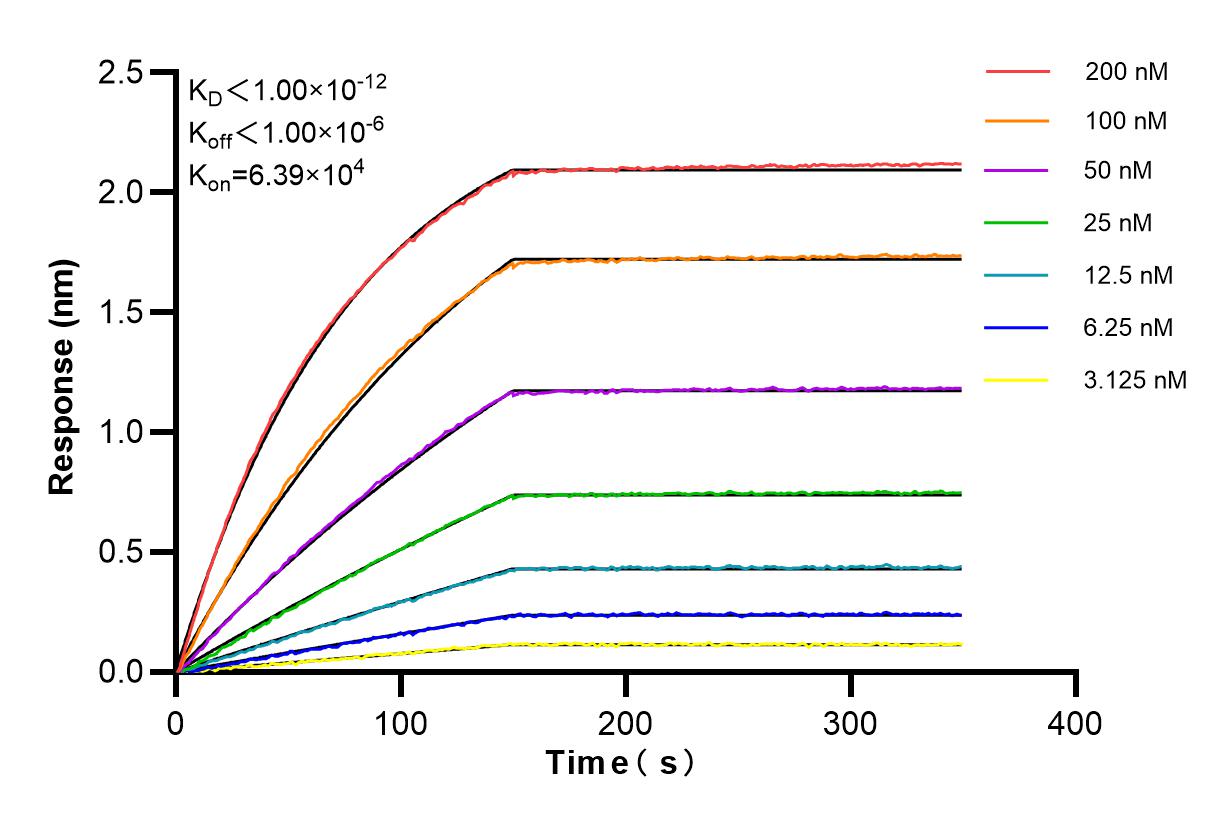 Affinity and Kinetic Characterization of 84705-4-RR