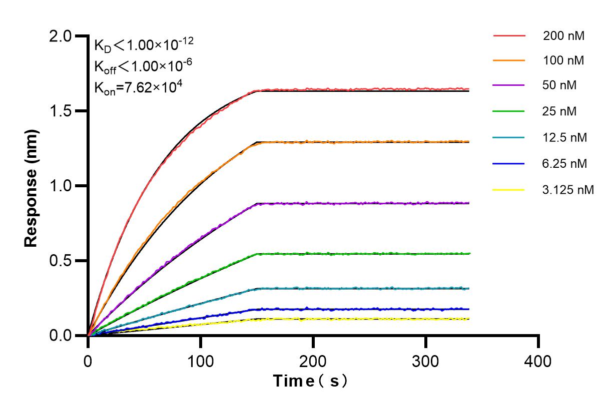 Affinity and Kinetic Characterization of 84729-4-RR