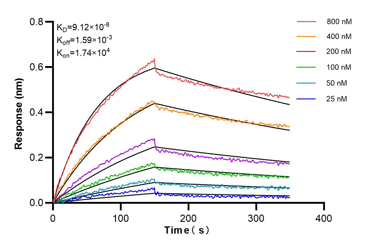 Affinity and Kinetic Characterization of 84774-7-RR