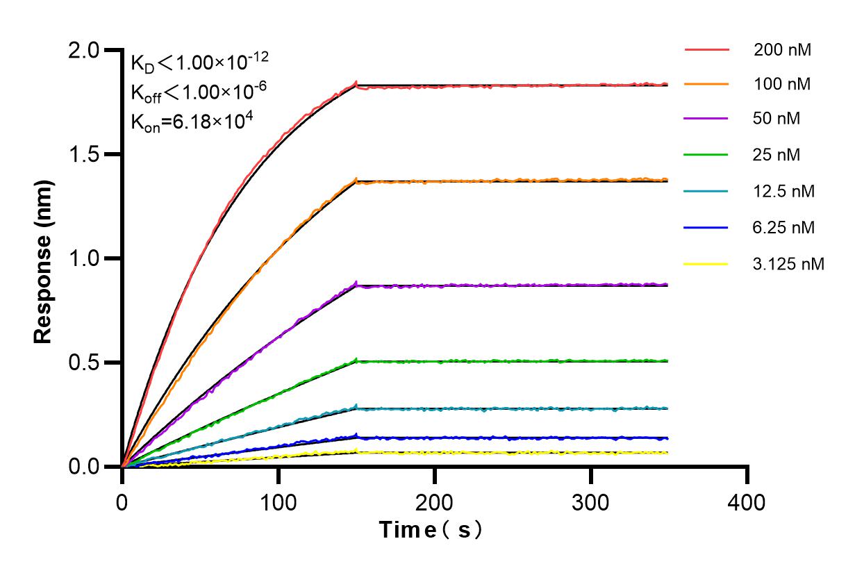 Affinity and Kinetic Characterization of 84777-3-RR