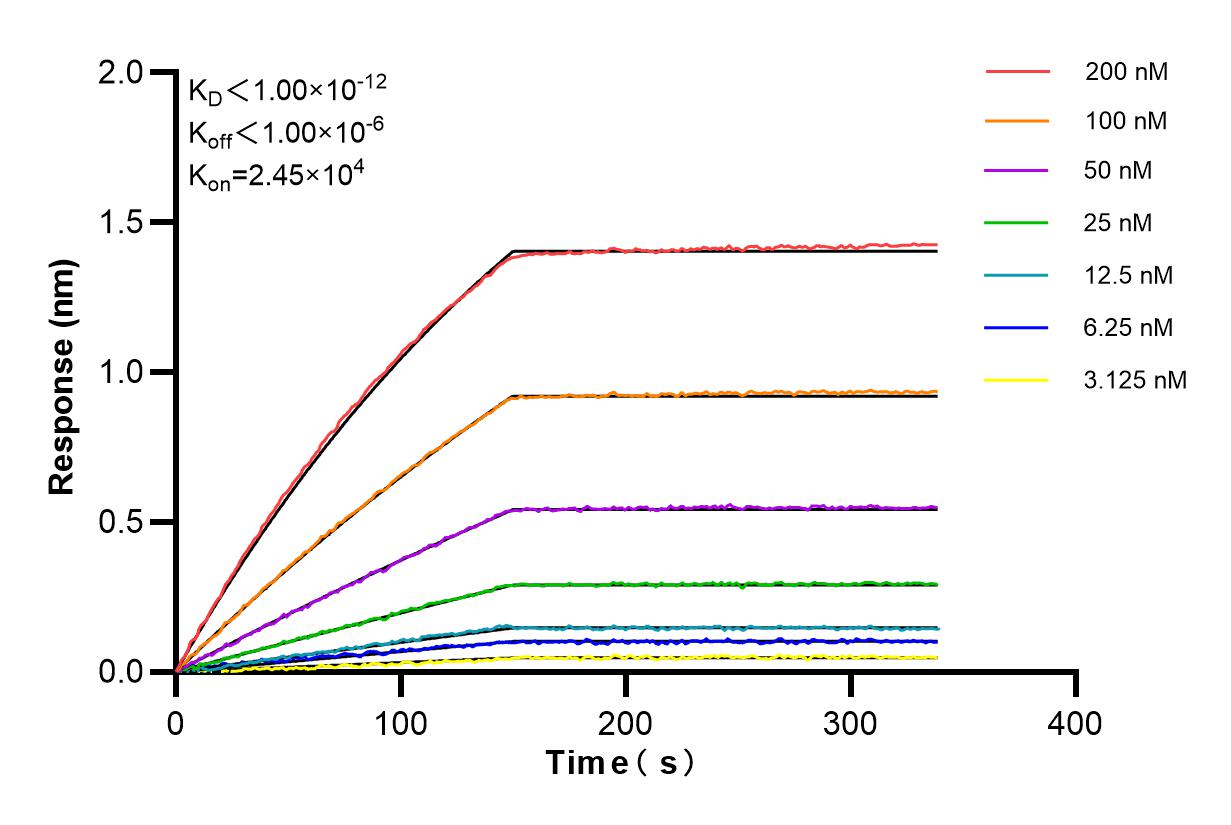 Affinity and Kinetic Characterization of 84783-2-RR