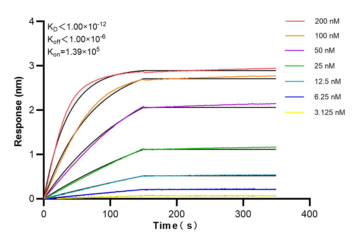 Affinity and Kinetic Characterization of 84805-4-RR