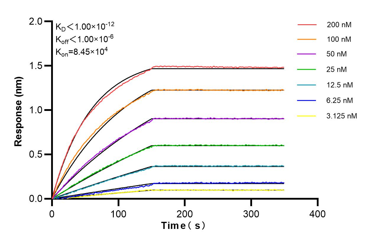 Affinity and Kinetic Characterization of 84813-1-RR