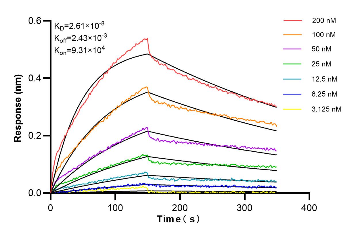 Affinity and Kinetic Characterization of 84814-1-RR