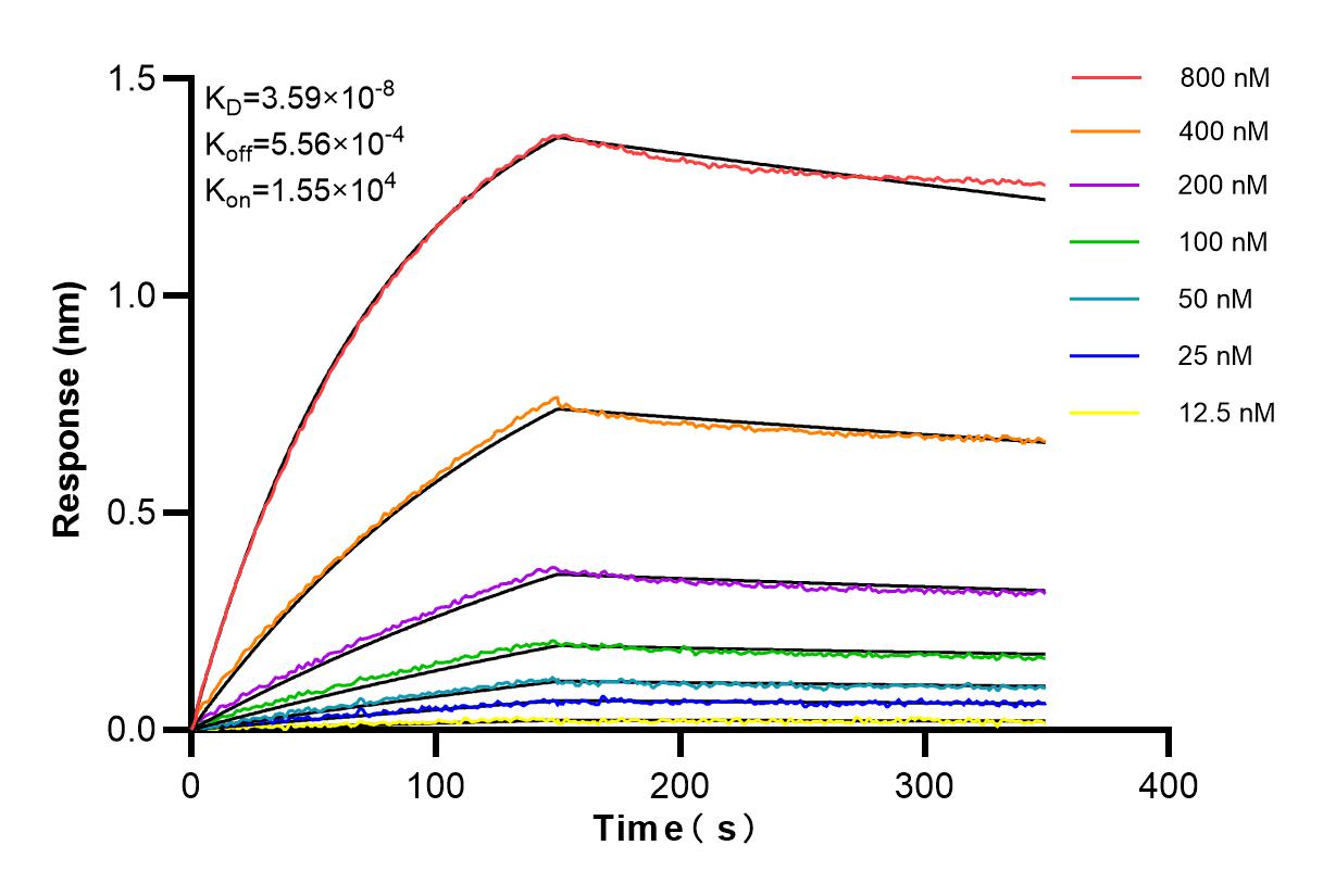 Affinity and Kinetic Characterization of 84815-1-RR