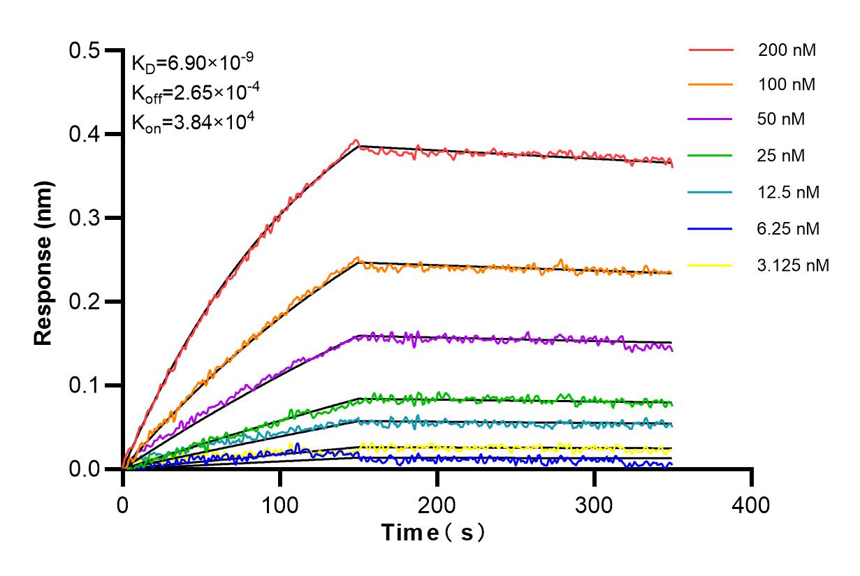 Affinity and Kinetic Characterization of 84848-5-RR