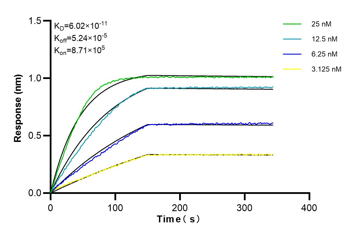 Affinity and Kinetic Characterization of 84851-4-RR