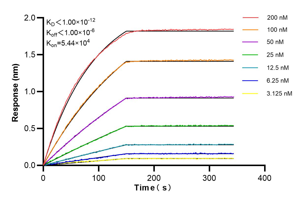 Affinity and Kinetic Characterization of 84856-2-RR