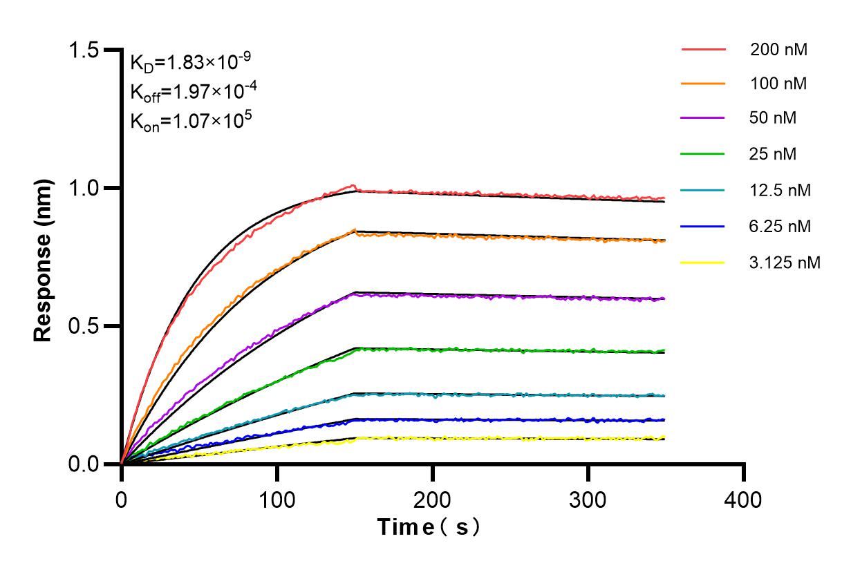 Affinity and Kinetic Characterization of 84879-5-RR