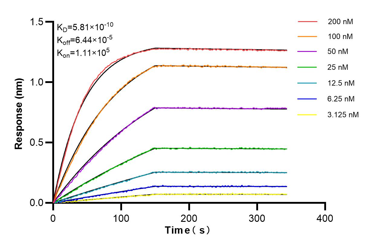 Affinity and Kinetic Characterization of 84882-5-RR