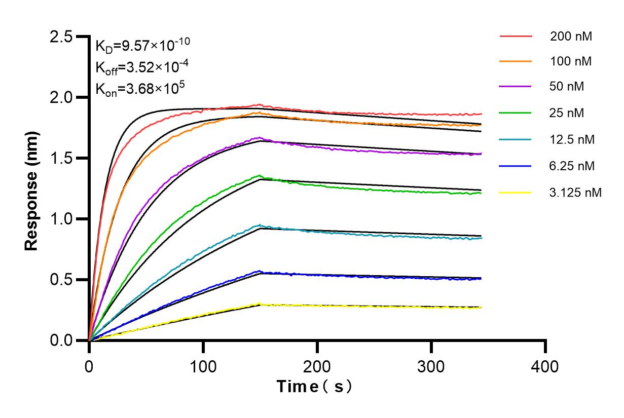 Affinity and Kinetic Characterization of 84907-1-RR