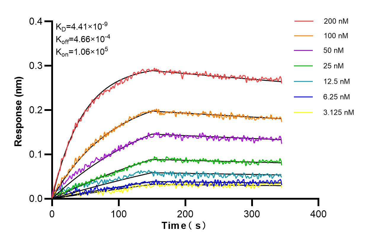 Affinity and Kinetic Characterization of 84913-1-RR