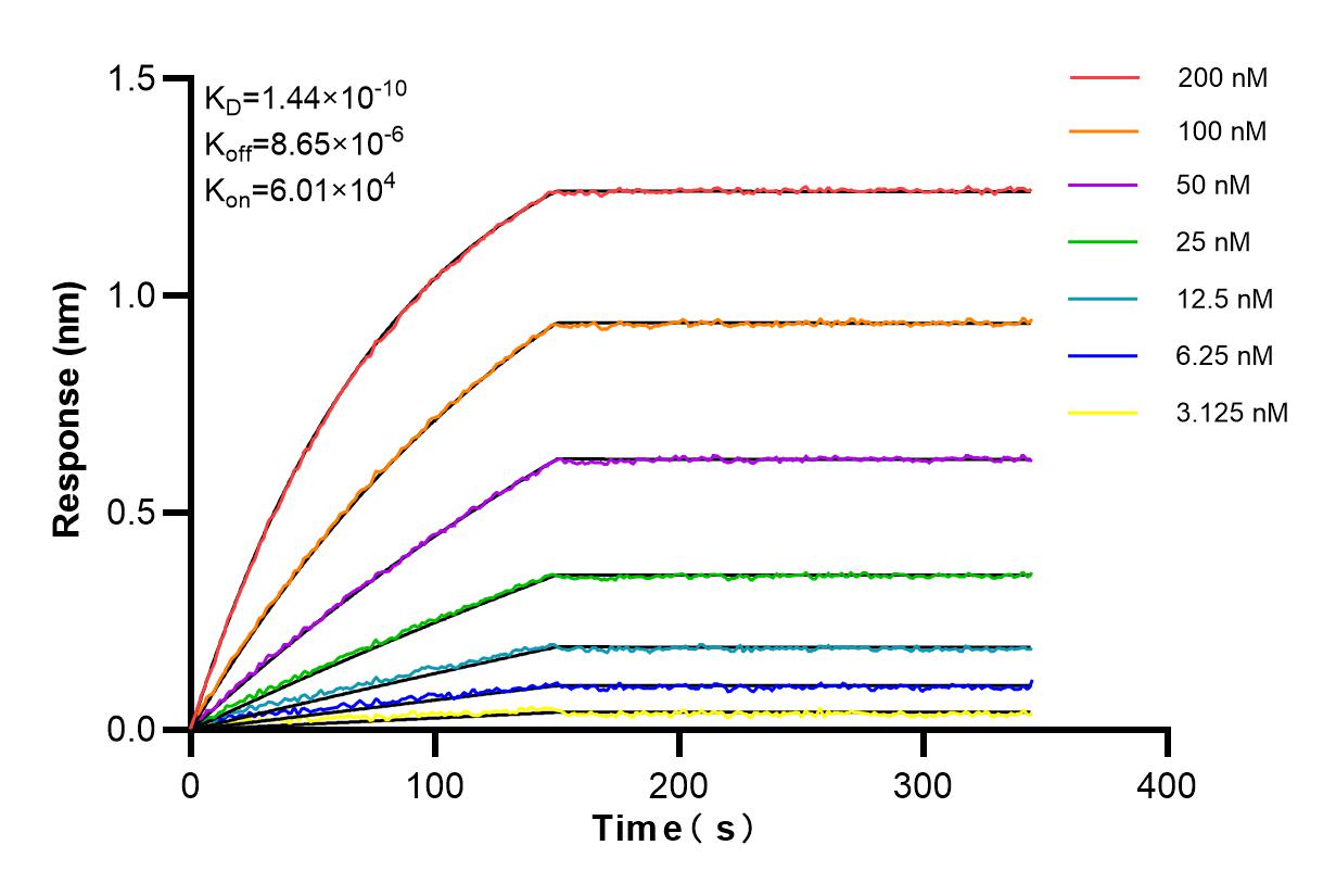 Affinity and Kinetic Characterization of 84939-3-RR
