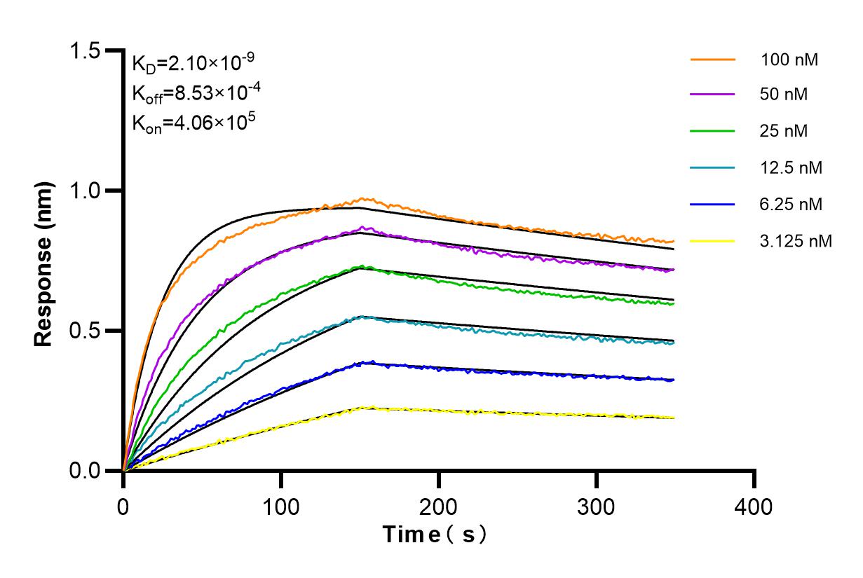 Affinity and Kinetic Characterization of 84979-1-RR