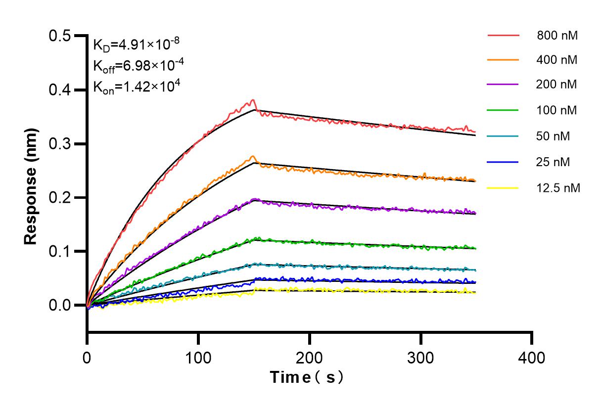 Affinity and Kinetic Characterization of 84984-1-RR