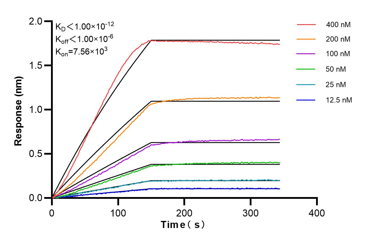 Affinity and Kinetic Characterization of 84993-4-RR