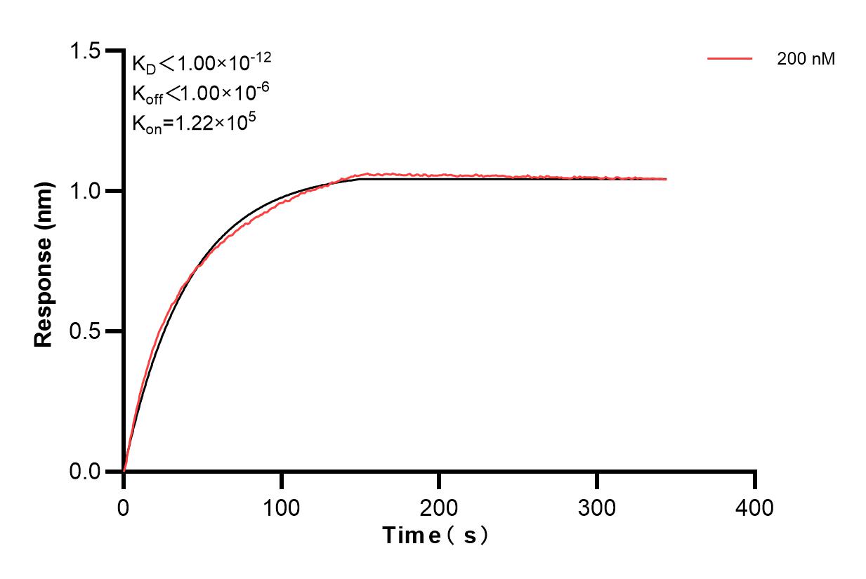 Affinity and Kinetic Characterization of 85031-1-PBS