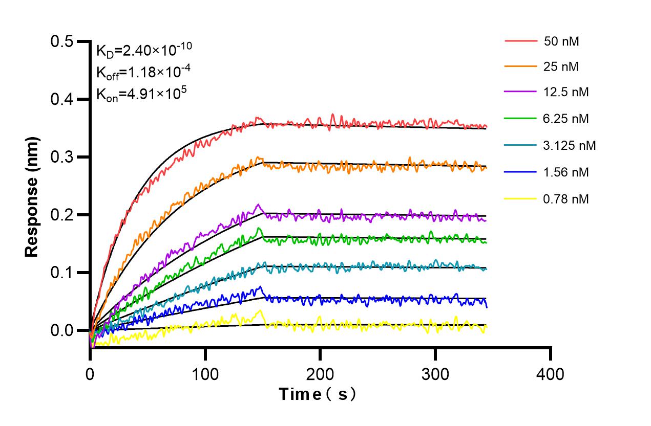 Affinity and Kinetic Characterization of 85035-2-RR