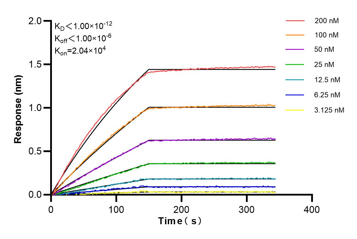 Affinity and Kinetic Characterization of 85046-1-RR