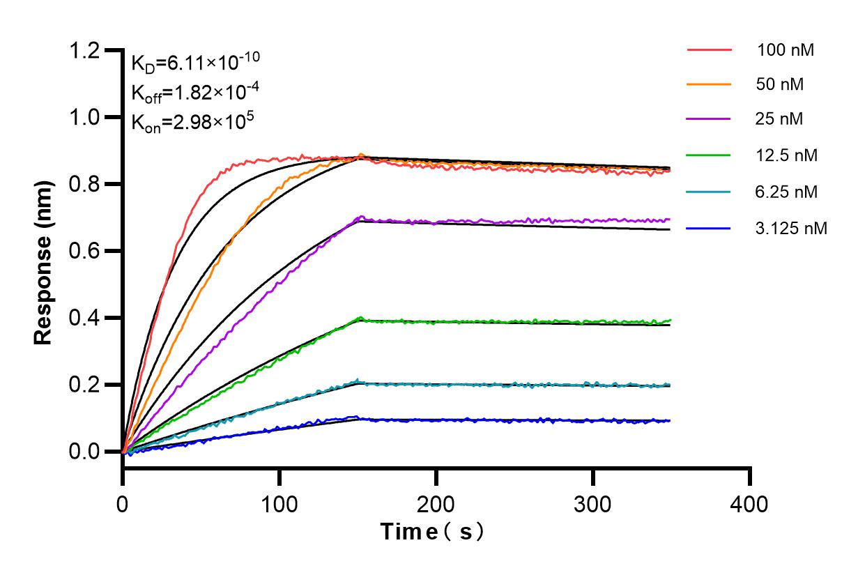 Affinity and Kinetic Characterization of 85057-2-RR