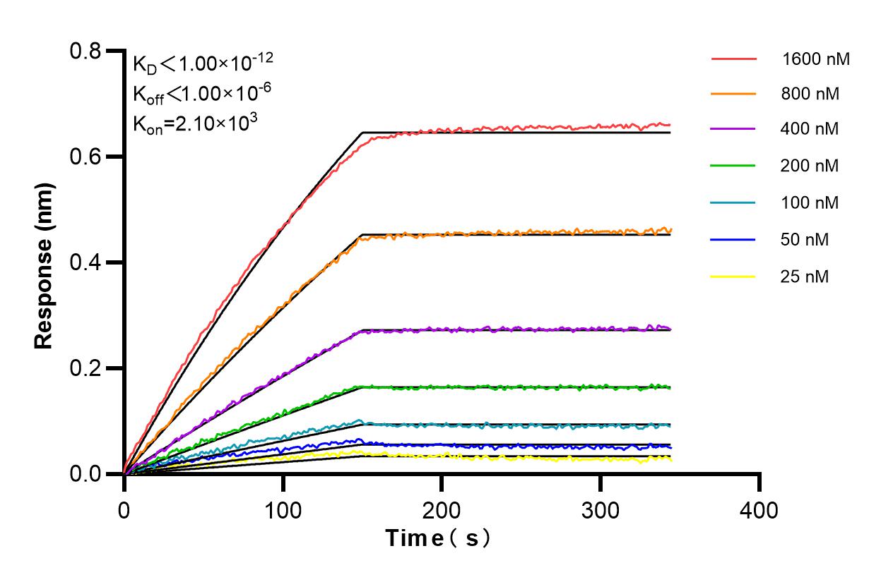 Affinity and Kinetic Characterization of 85333-1-RR