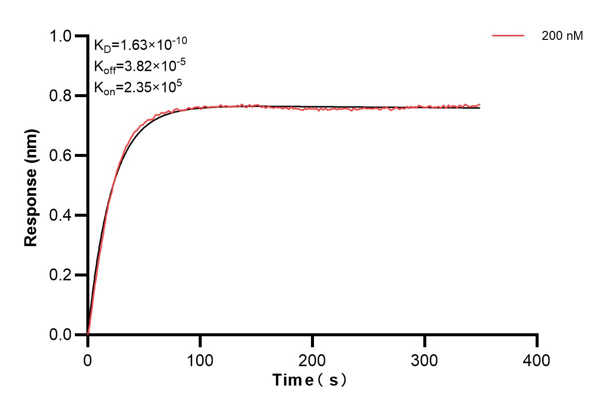 Affinity and Kinetic Characterization of 85598-1-PBS