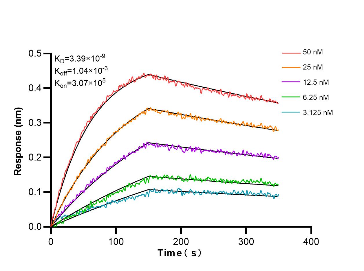 Affinity and Kinetic Characterization of 85605-2-RR