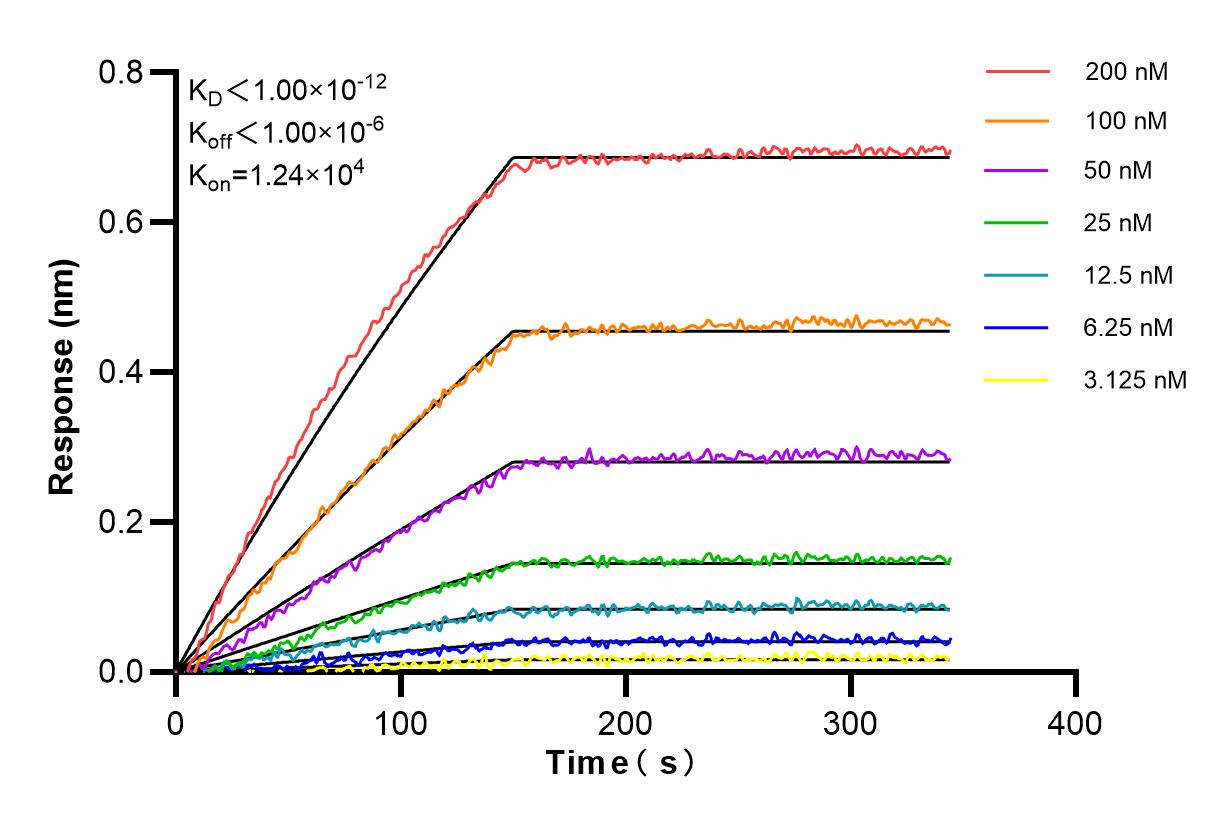 Affinity and Kinetic Characterization of 85725-1-RR
