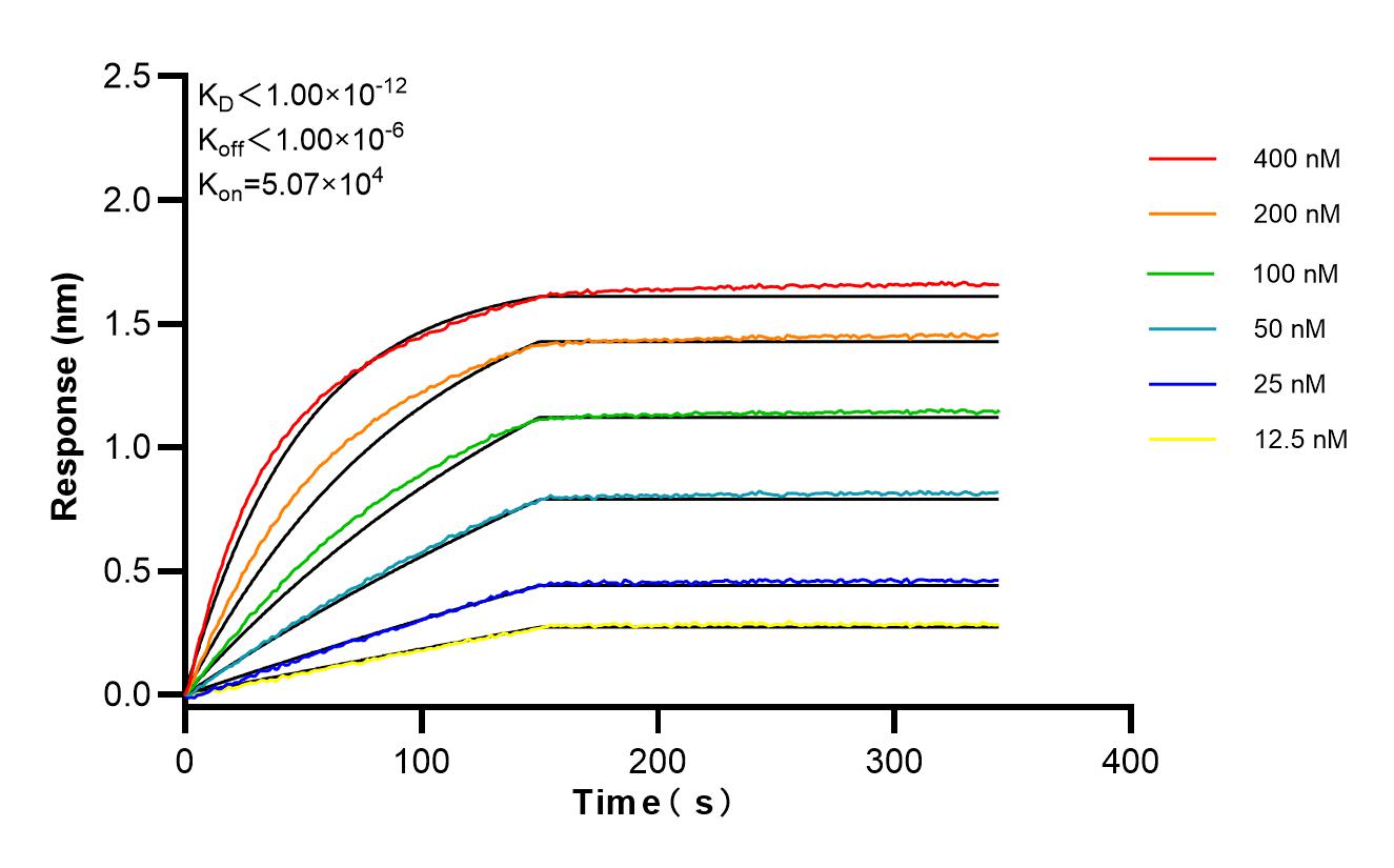 Affinity and Kinetic Characterization of 85766-4-RR
