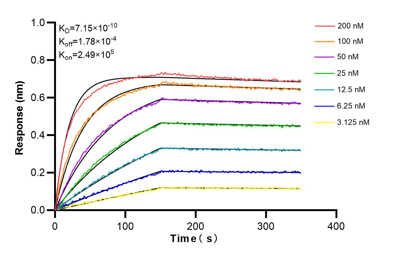 Affinity and Kinetic Characterization of 85819-4-RR