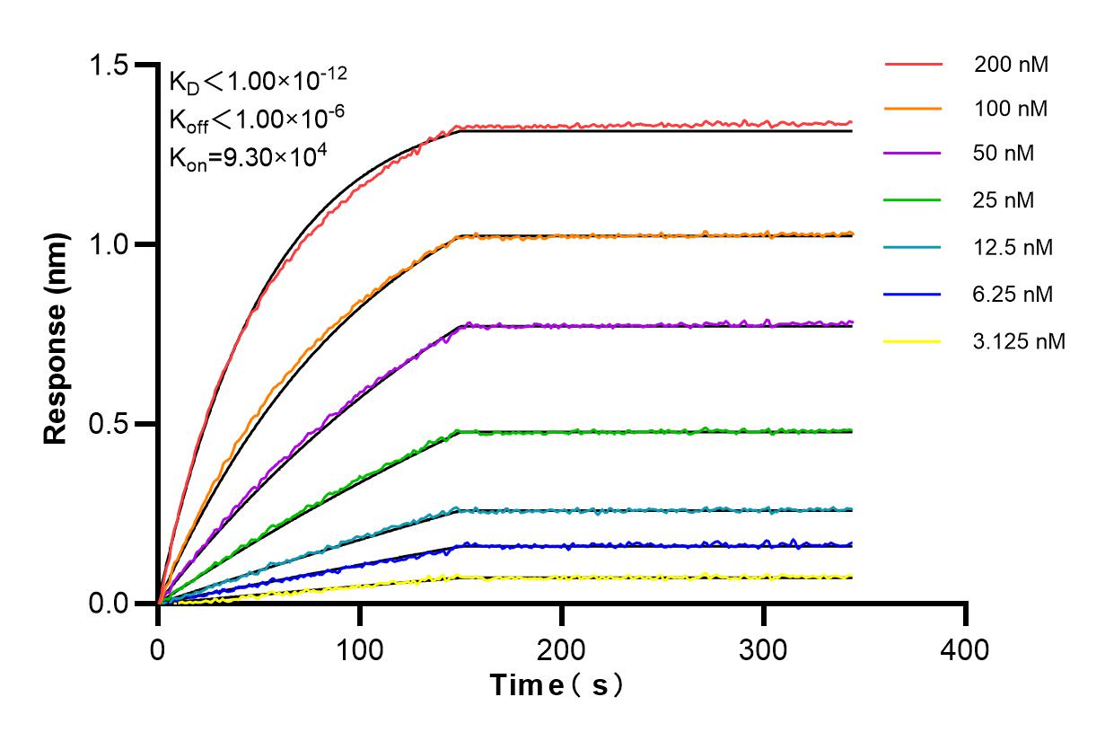Affinity and Kinetic Characterization of 85845-1-RR