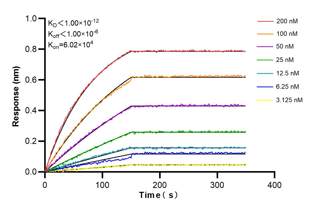 Affinity and Kinetic Characterization of 85858-2-RR