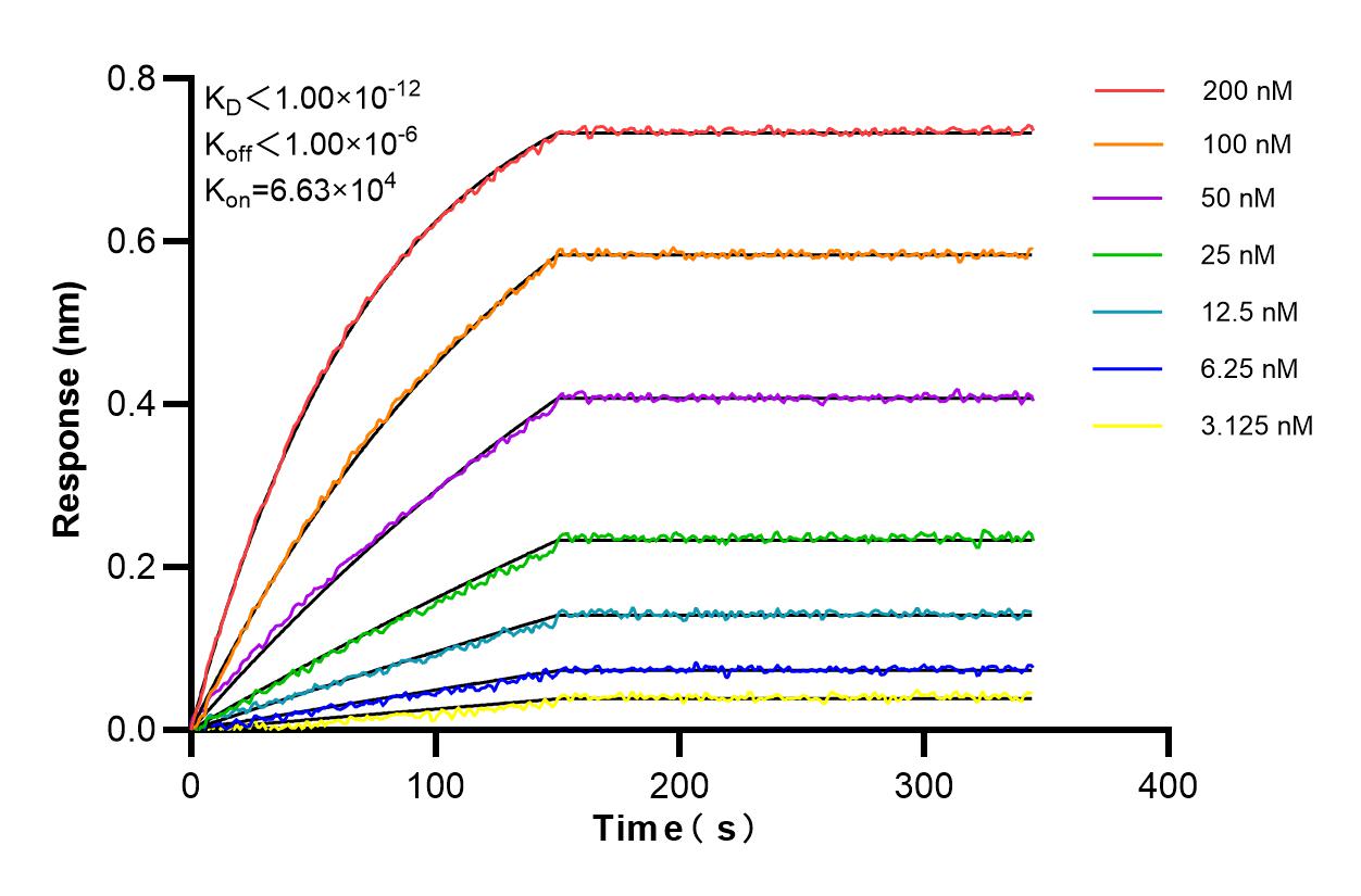 Affinity and Kinetic Characterization of 85973-3-RR