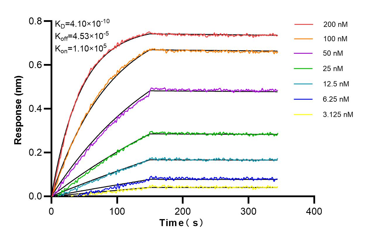 Affinity and Kinetic Characterization of 85993-1-RR