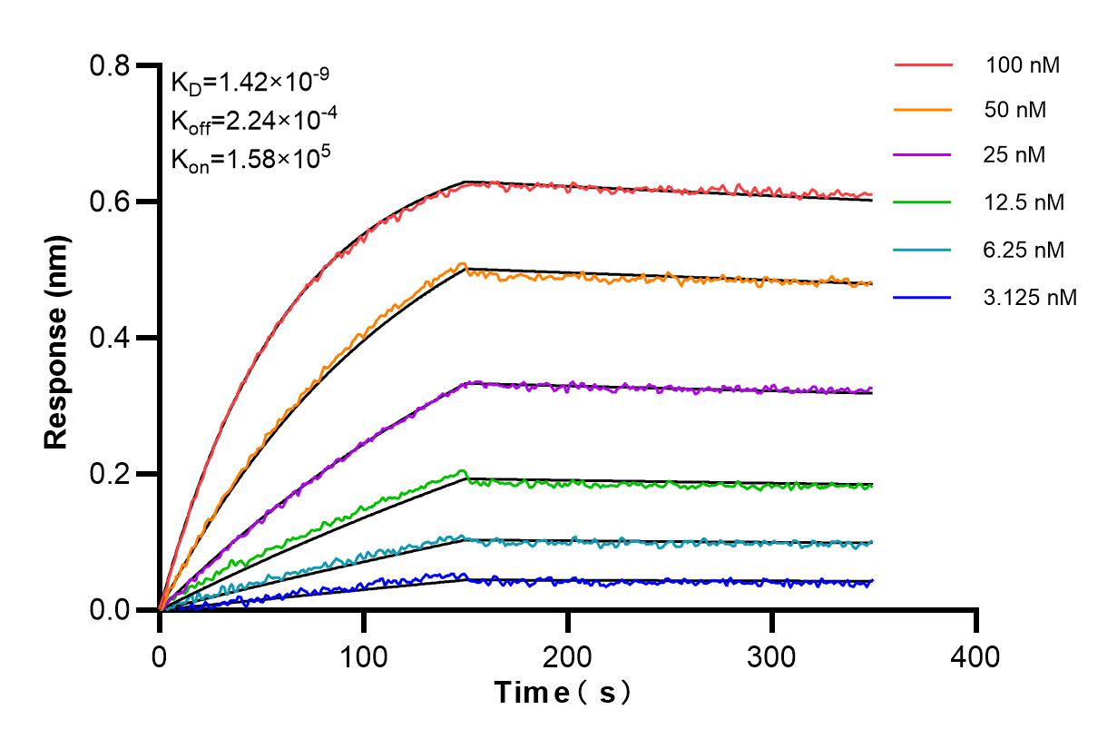 Affinity and Kinetic Characterization of 86063-1-RR
